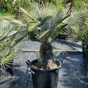 Palmička nízka (Chamaerops Humilis) ´CERIFERA´ ( -17°C) - výška 90-100 cm, Výška kmeňa: 30-40 cm, kont. C50L (-17°C)